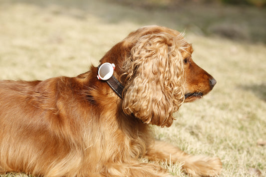 PetKit Fit P2 Pet Activity Monitor - Gold